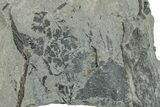 Pennsylvanian Flora (Sphenopteris & Calamites) Plate - Kentucky #248177-1
